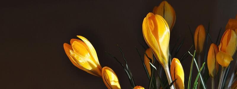 yellow tulips